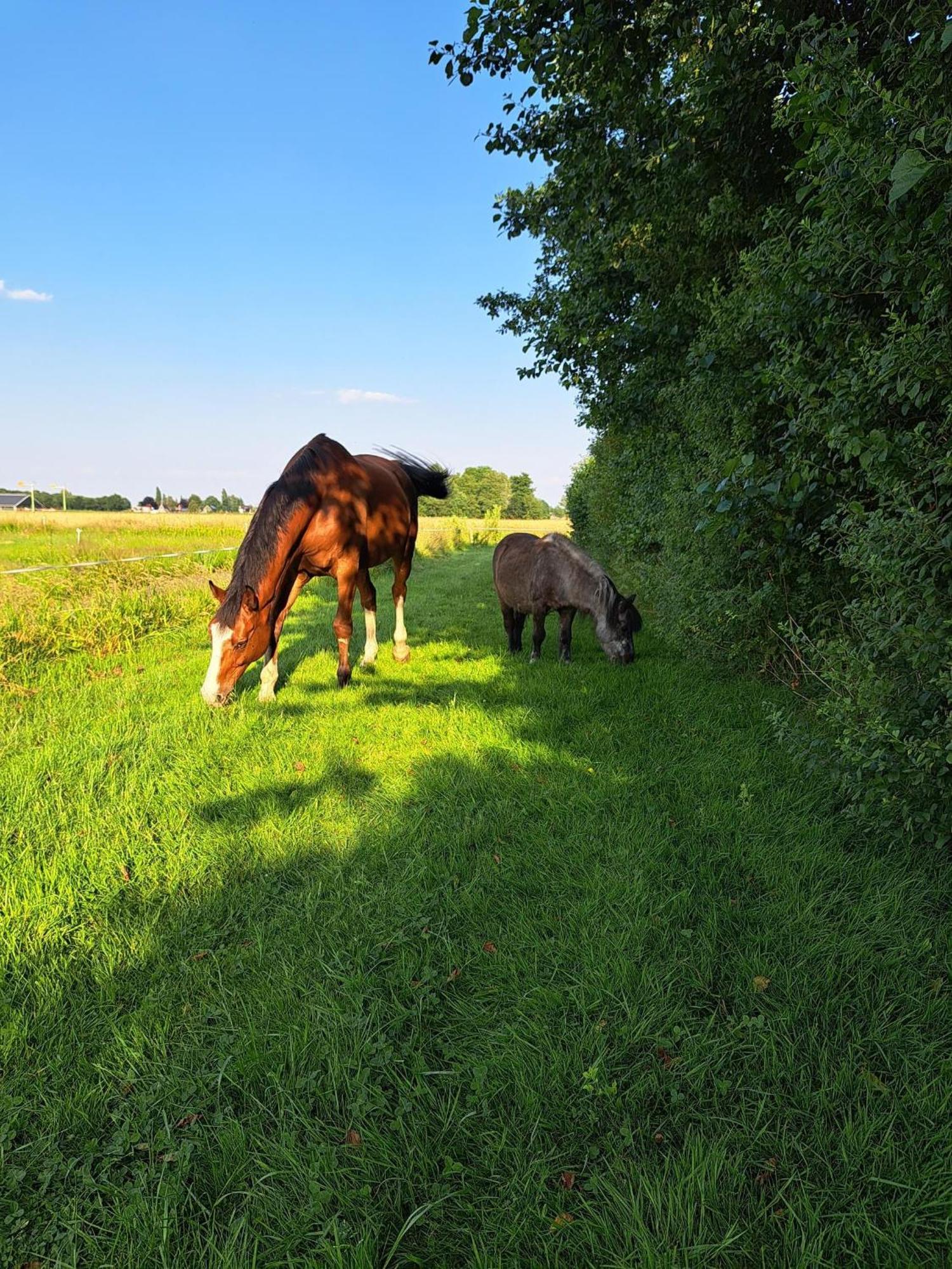 De Veenborg Kolham Bagian luar foto